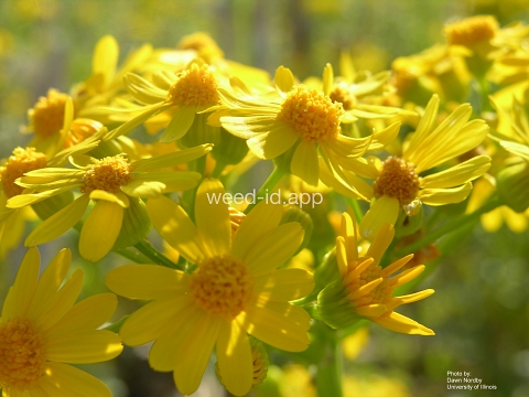 groundsel, cressleaf